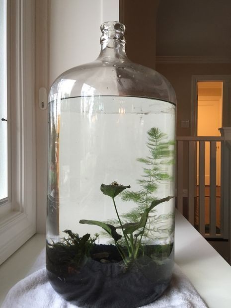 26 idées de plantes aquatiques dans des contenants en verre 24 26 idées de plantes aquatiques dans des contenants en verre 24