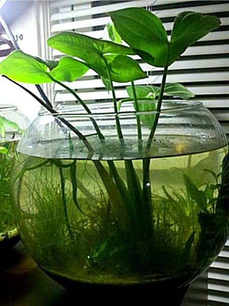 26 idées de plantes aquatiques dans des contenants en verre 25 26 idées de plantes aquatiques dans des contenants en verre 25