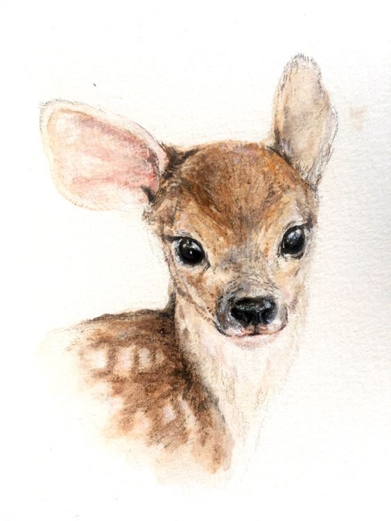 35 animaux à l'aquarelle pour apprendre à peindre des animaux 25 35 animaux à l'aquarelle pour apprendre à peindre des animaux 25