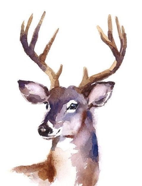 35 animaux à l'aquarelle pour apprendre à peindre des animaux 10 35 animaux à l'aquarelle pour apprendre à peindre des animaux 10