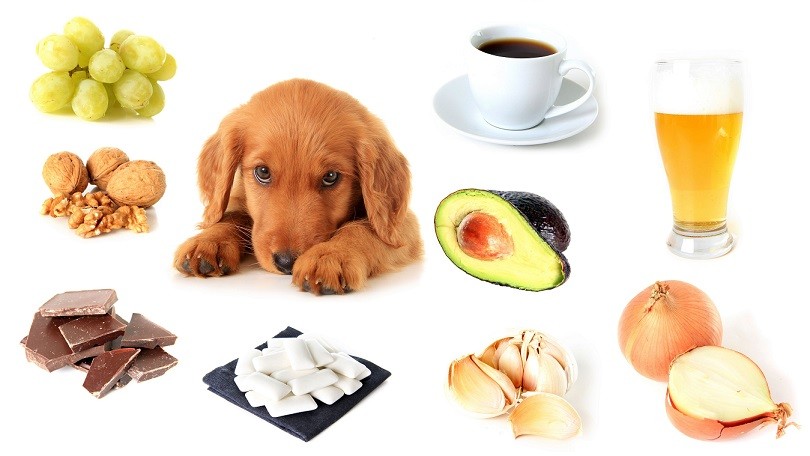 12 Produits à Bannir de L’Alimentation des Chiens 5 12 Produits à Bannir de L’Alimentation des Chiens 5