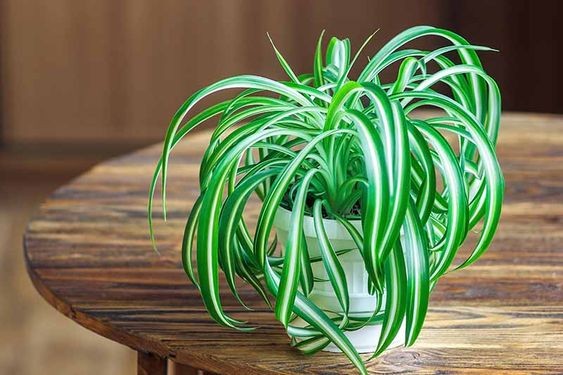9 idées de plantes qui absorbent l'humidité d'une pièce 2 9 idées de plantes qui absorbent l'humidité d'une pièce 2