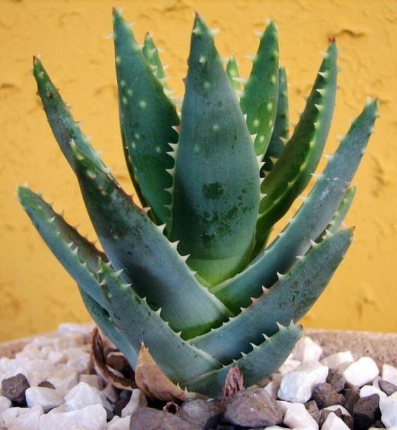 9 idées de plantes qui absorbent l'humidité d'une pièce 3 9 idées de plantes qui absorbent l'humidité d'une pièce 3