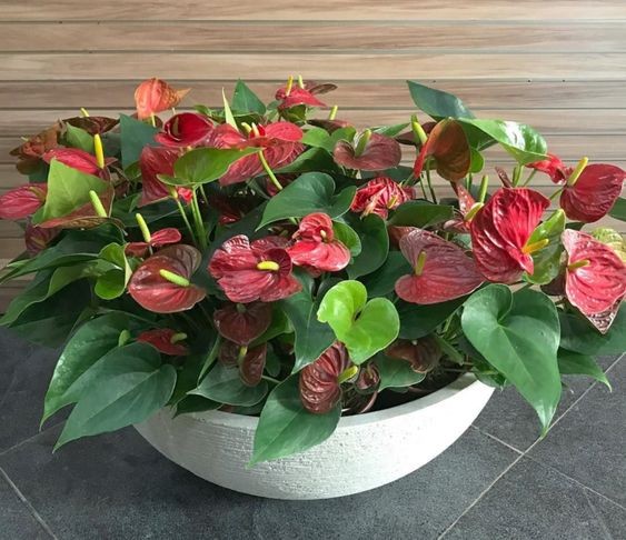9 idées de plantes qui absorbent l'humidité d'une pièce 4 9 idées de plantes qui absorbent l'humidité d'une pièce 4