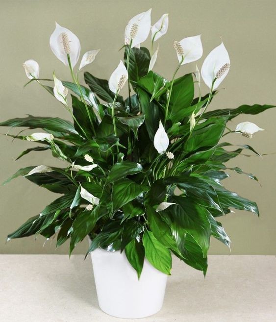 9 idées de plantes qui absorbent l'humidité d'une pièce 5 9 idées de plantes qui absorbent l'humidité d'une pièce 5