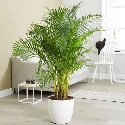 9 idées de plantes qui absorbent l'humidité d'une pièce 6 9 idées de plantes qui absorbent l'humidité d'une pièce 6