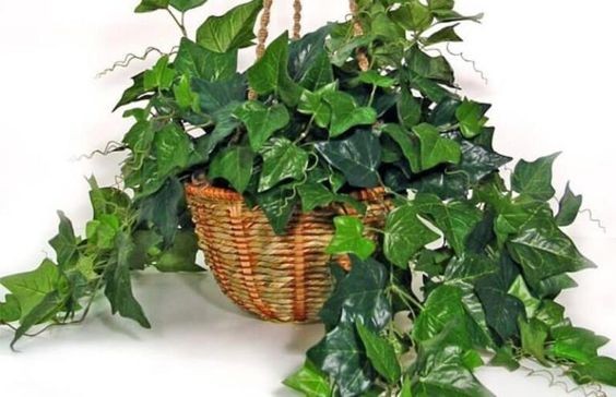 9 idées de plantes qui absorbent l'humidité d'une pièce 7 9 idées de plantes qui absorbent l'humidité d'une pièce 7