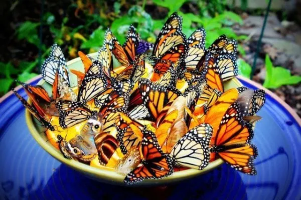 32 idées géniales pour embellir votre jardin avec un budget limité 5 butterfly-feeder