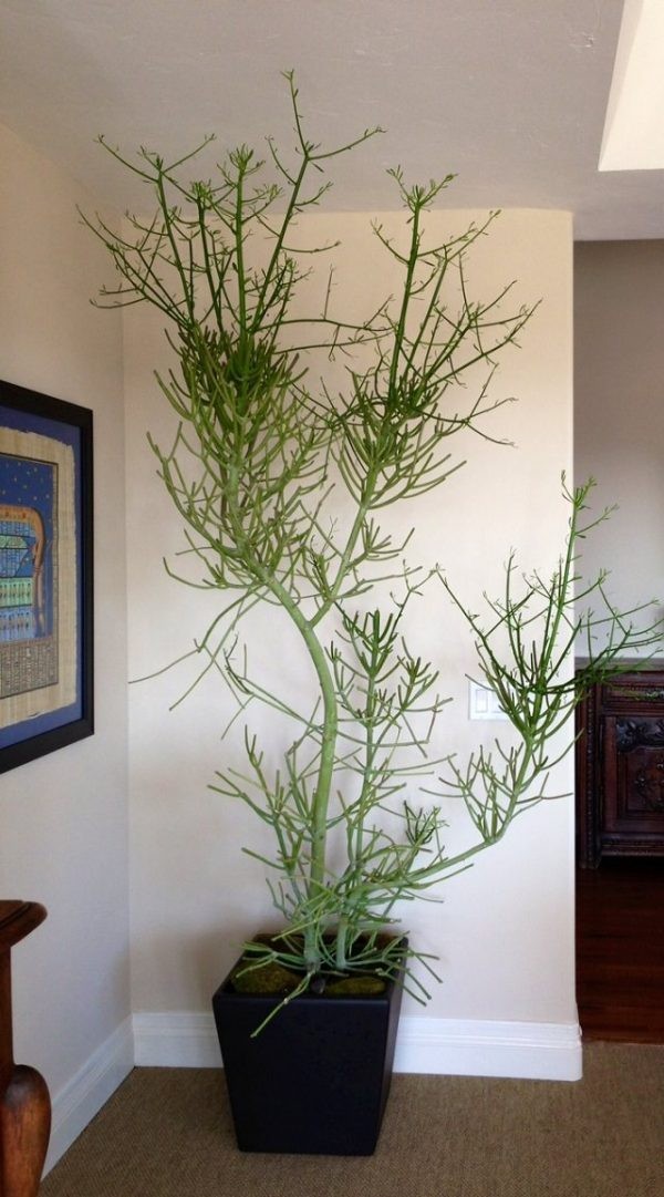 14 top idées de succulentes d'intérieur 1 14 top idées de succulentes d'intérieur 1