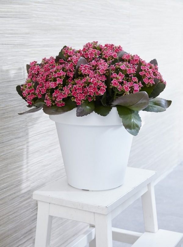 14 top idées de succulentes d'intérieur 2 14 top idées de succulentes d'intérieur 2