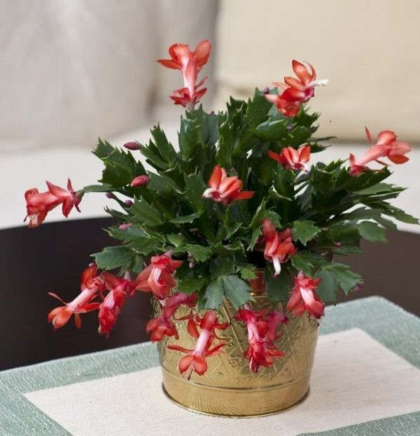 14 top idées de succulentes d'intérieur 3 14 top idées de succulentes d'intérieur 3