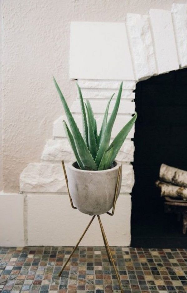 14 top idées de succulentes d'intérieur 4 14 top idées de succulentes d'intérieur 4