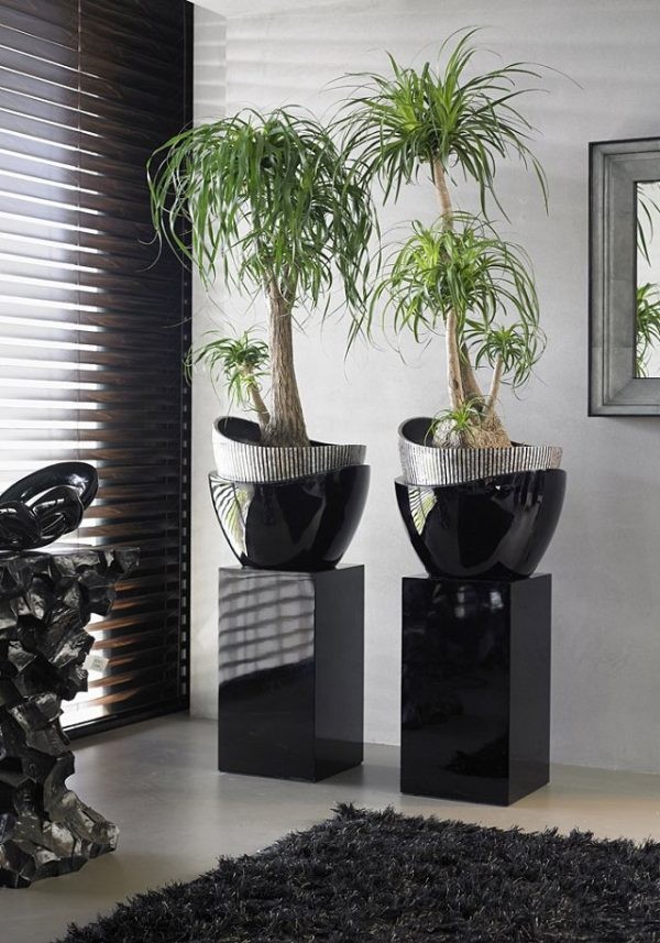 14 top idées de succulentes d'intérieur 5 14 top idées de succulentes d'intérieur 5