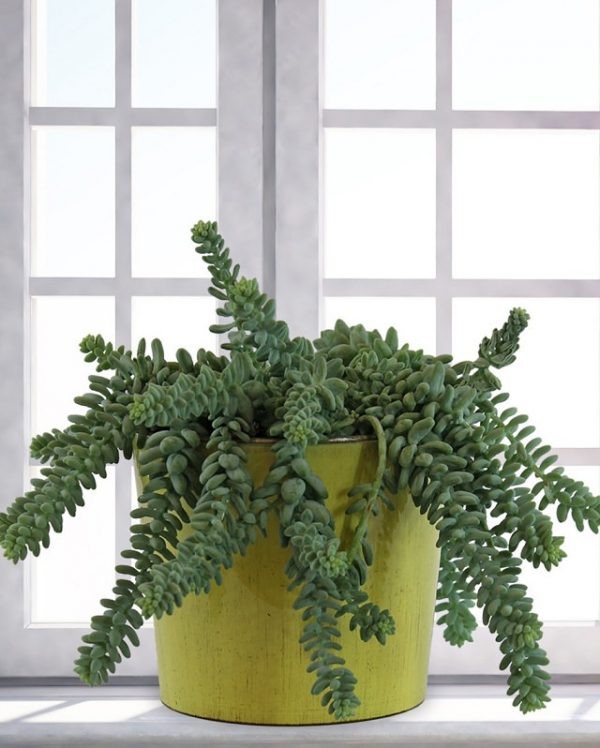 14 top idées de succulentes d'intérieur 7 14 top idées de succulentes d'intérieur 7