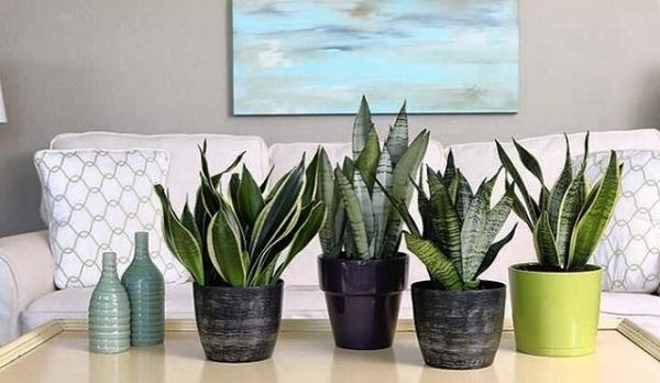 14 top idées de succulentes d'intérieur 8 14 top idées de succulentes d'intérieur 8