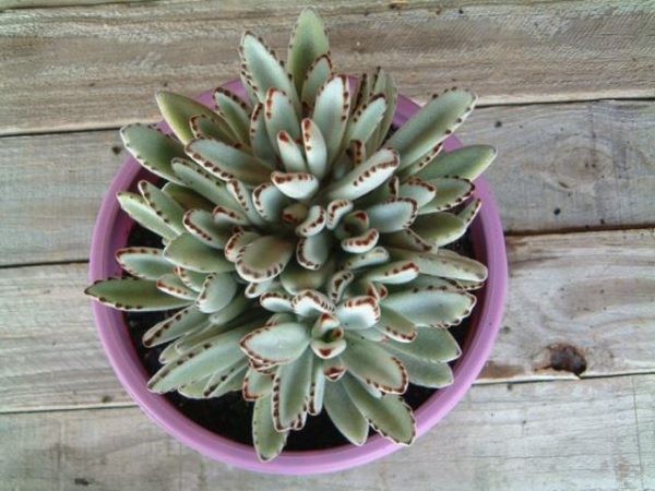 14 top idées de succulentes d'intérieur 9 14 top idées de succulentes d'intérieur 9