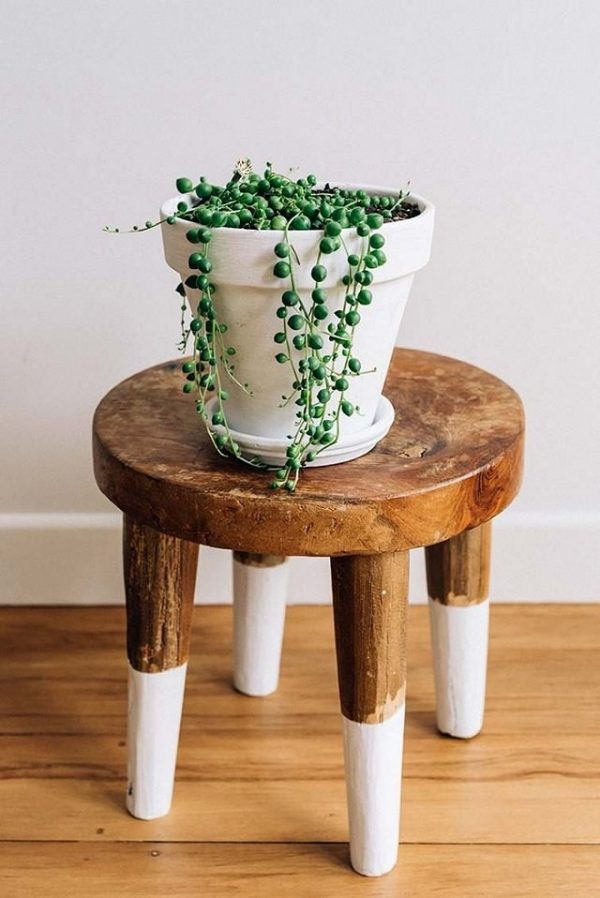 14 top idées de succulentes d'intérieur 10 14 top idées de succulentes d'intérieur 10