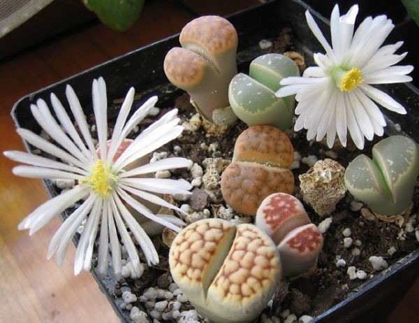 14 top idées de succulentes d'intérieur 11 14 top idées de succulentes d'intérieur 11