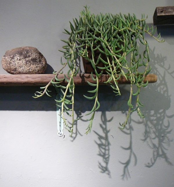 14 top idées de succulentes d'intérieur 12 14 top idées de succulentes d'intérieur 12
