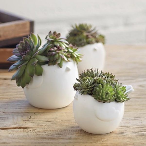 14 top idées de succulentes d'intérieur 13 14 top idées de succulentes d'intérieur 13