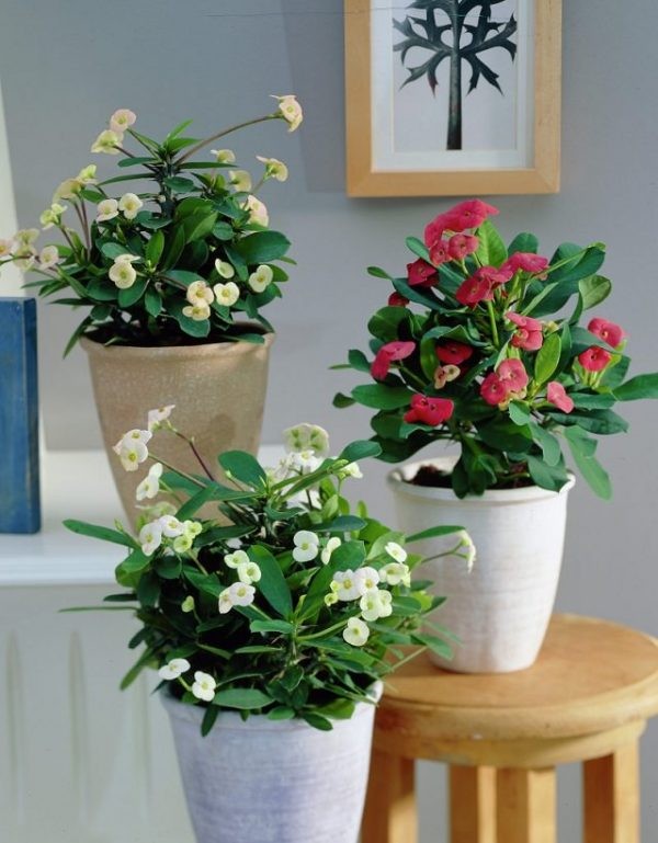 14 top idées de succulentes d'intérieur 14 14 top idées de succulentes d'intérieur 14