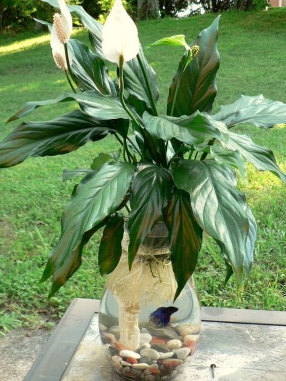 26 idées de plantes aquatiques dans des contenants en verre 1 26 idées de plantes aquatiques dans des contenants en verre 1