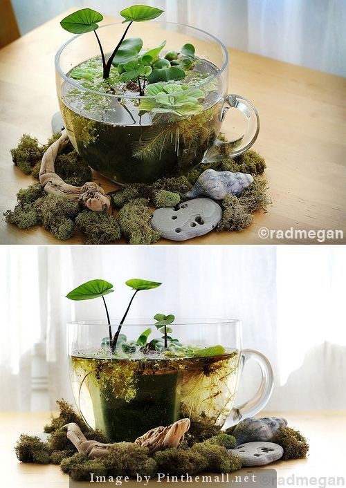 26 idées de plantes aquatiques dans des contenants en verre 2 26 idées de plantes aquatiques dans des contenants en verre 2