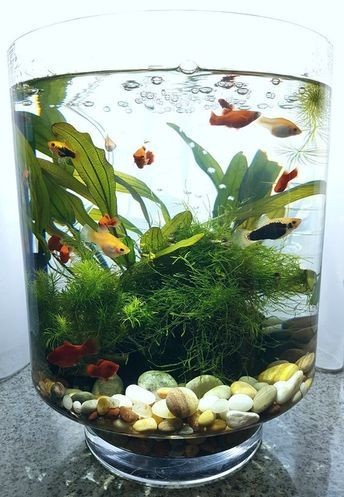 26 idées de plantes aquatiques dans des contenants en verre 5 26 idées de plantes aquatiques dans des contenants en verre 5