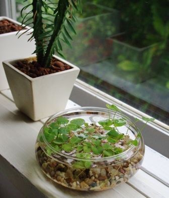 26 idées de plantes aquatiques dans des contenants en verre 7 26 idées de plantes aquatiques dans des contenants en verre 7