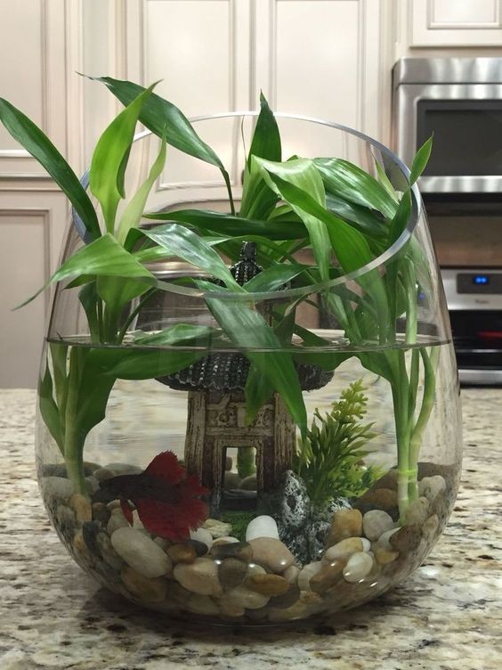 26 idées de plantes aquatiques dans des contenants en verre 8 26 idées de plantes aquatiques dans des contenants en verre 8