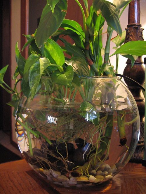 26 idées de plantes aquatiques dans des contenants en verre 17 26 idées de plantes aquatiques dans des contenants en verre 17