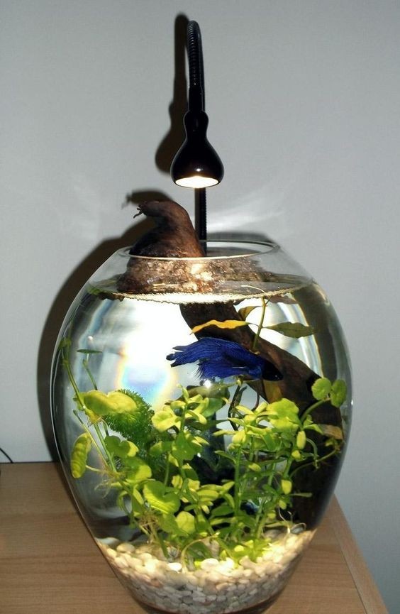 26 idées de plantes aquatiques dans des contenants en verre 21 26 idées de plantes aquatiques dans des contenants en verre 21