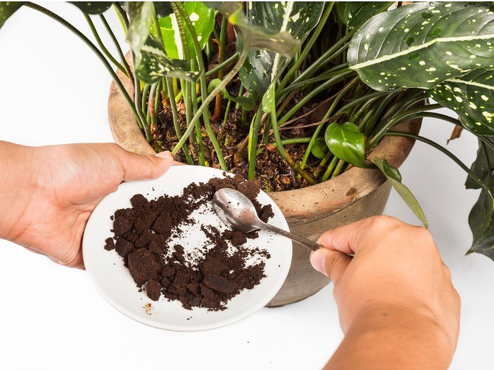Le Marc de Café : Un Engrais Naturel et Économique pour Vos Plantes ? 3 Le Marc de Café : Un Engrais Naturel et Économique pour Vos Plantes ? 3