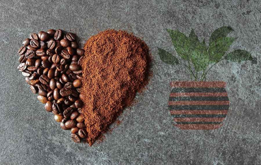 Le Marc de Café : Un Engrais Naturel et Économique pour Vos Plantes ? 1 Le Marc de Café : Un Engrais Naturel et Économique pour Vos Plantes ? 1