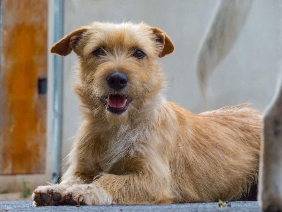 40 Significations de Prénoms Pour Chien en T Rares et Originaux 2 40 Significations de Prénoms Pour Chien en T Rares et Originaux 2