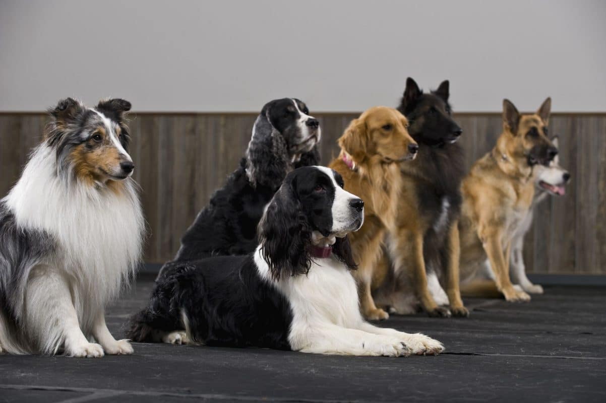 40 Significations de Prénoms Pour Chien en T Rares et Originaux 1 40 Significations de Prénoms Pour Chien en T Rares et Originaux 1