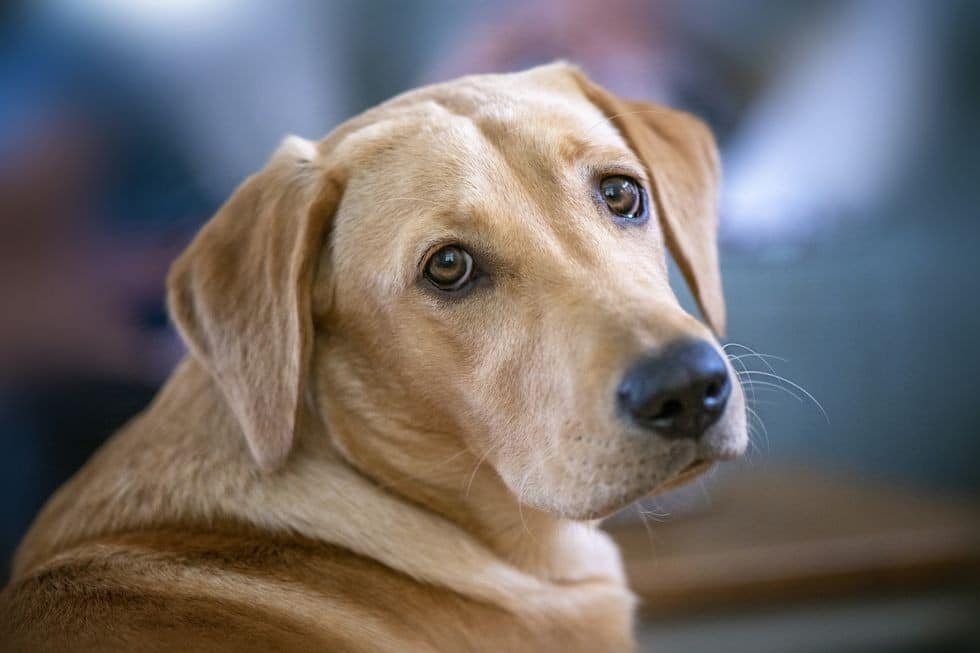40 Significations de Prénoms Pour Chien en T Rares et Originaux 3 40 Significations de Prénoms Pour Chien en T Rares et Originaux 3