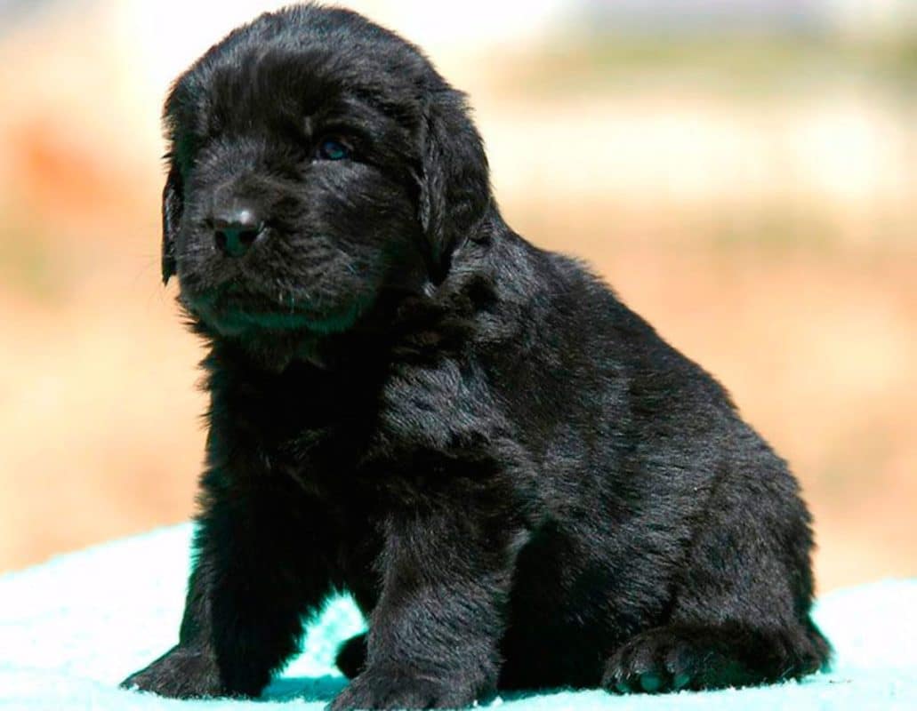 23 Prénoms de Chien Femelle En T Originaux En 2023 2 23 Prénoms de Chien Femelle En T Originaux En 2023 2