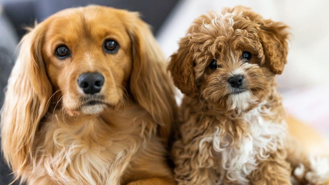 23 Prénoms de Chien Femelle En T Originaux En 2023 3 23 Prénoms de Chien Femelle En T Originaux En 2023 3