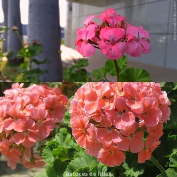 28 Secrets pour une Floraison de Géraniums Flamboyante 1