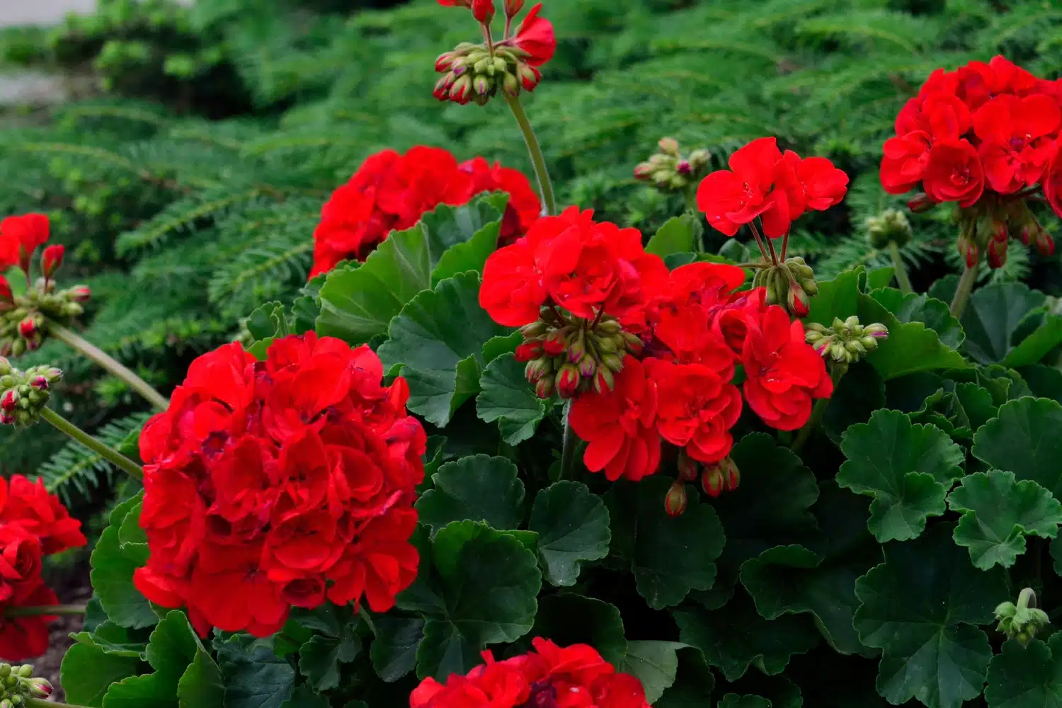 28 Secrets pour une Floraison de Géraniums Flamboyante 2