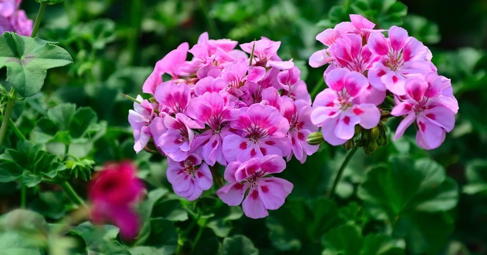 28 Secrets pour une Floraison de Géraniums Flamboyante 4