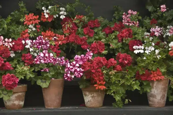 28 Secrets pour une Floraison de Géraniums Flamboyante 3