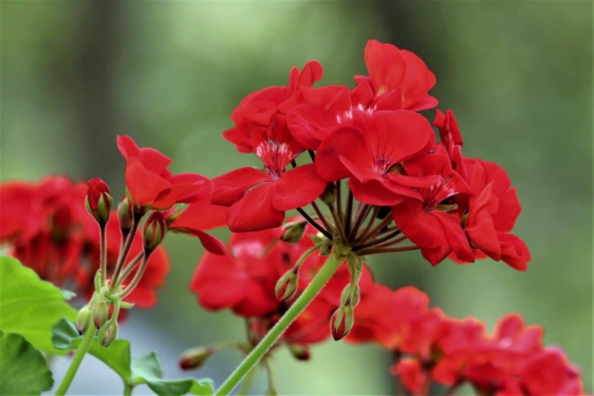 28 Secrets pour une Floraison de Géraniums Flamboyante 6