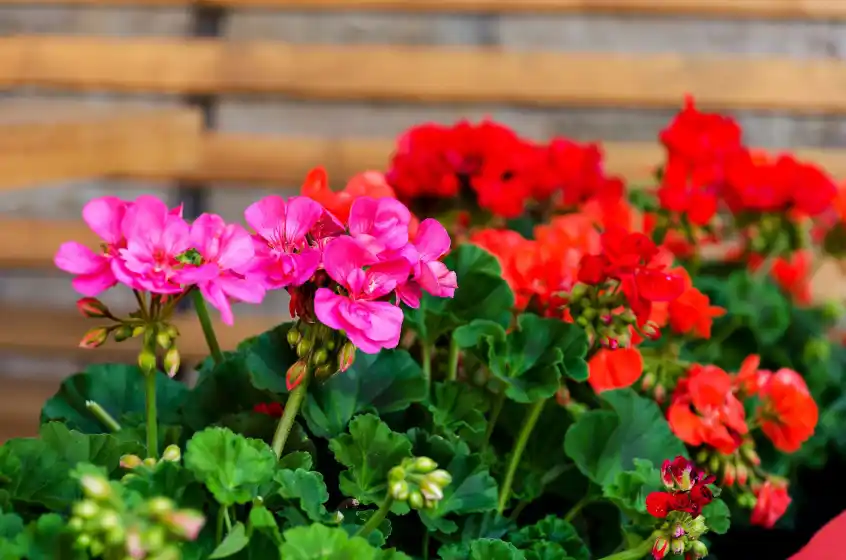 28 Secrets pour une Floraison de Géraniums Flamboyante 5