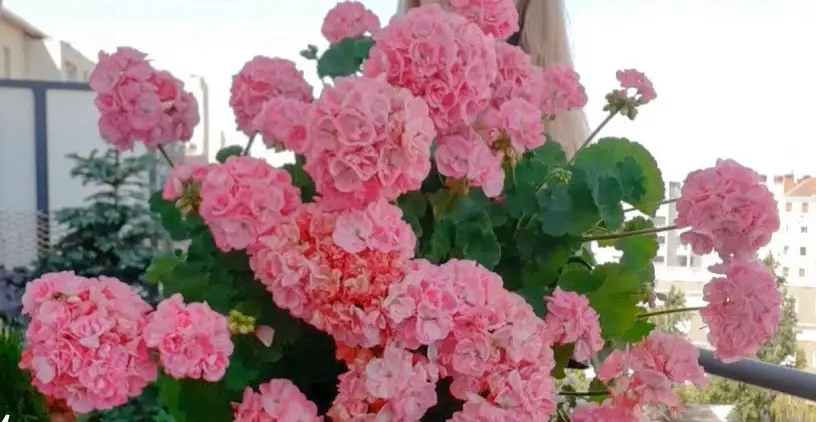28 Secrets pour une Floraison de Géraniums Flamboyante 8