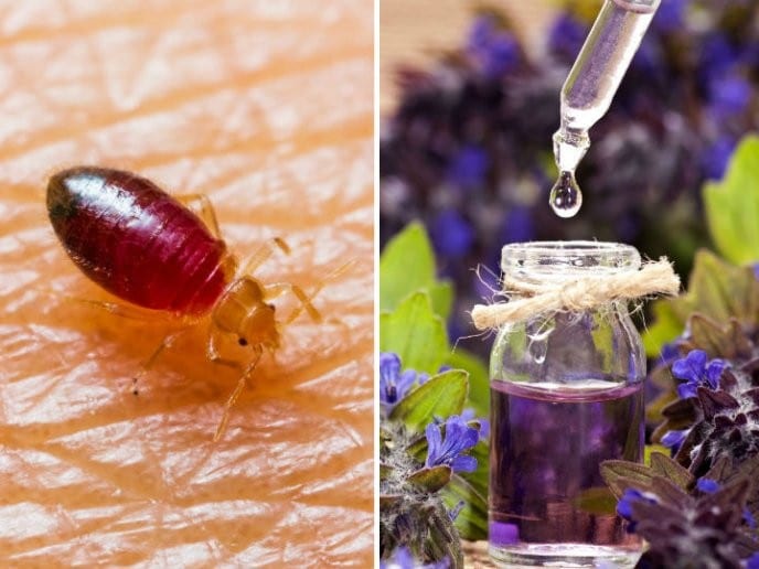 4 Astuces pour se débarrasser définitivement des punaises de lit 4 4 Astuces pour se débarrasser définitivement des punaises de lit 4