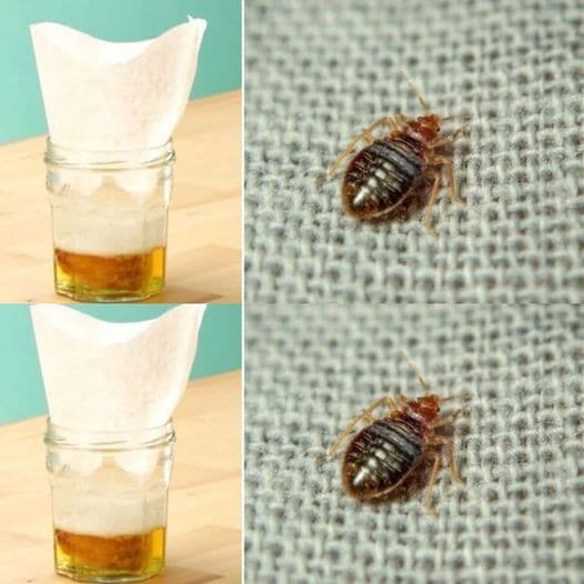 4 Astuces pour se débarrasser définitivement des punaises de lit 2 4 Astuces pour se débarrasser définitivement des punaises de lit 2