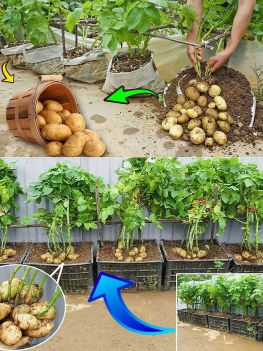7 Astuces pour cultiver des pommes de terre à la maison 13