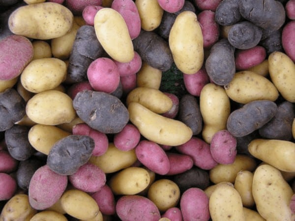 7 Astuces pour cultiver des pommes de terre à la maison 12
